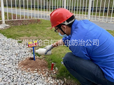 小谷围红火蚁防治工程